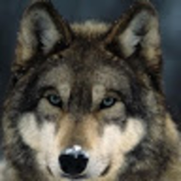 Meet your Posher, Connor - Picture 1 of 1